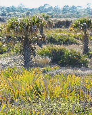 Washington Oaks FPRW.jpg
