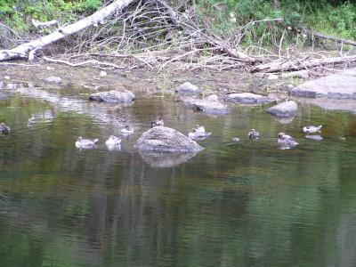 Ducks - I thought they were loonies at first, but they aren't