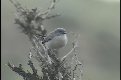 u41/ac9/medium/26681505.BlueGrayGnatcatcher2.jpg