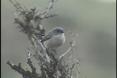 Blue-Gray Gnatcatcher - Yakima 2003