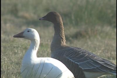 Snow and Pink Footed Goose