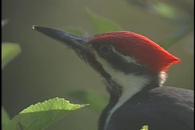 Pileated Woodpecker - portrait