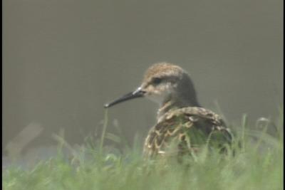 Ruff - juvenile female - Dungeness 2003