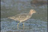 Buff-Breasted Sandpiper, Port Townsend - 2003