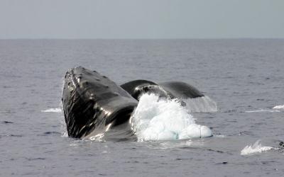 Humpback about to blow