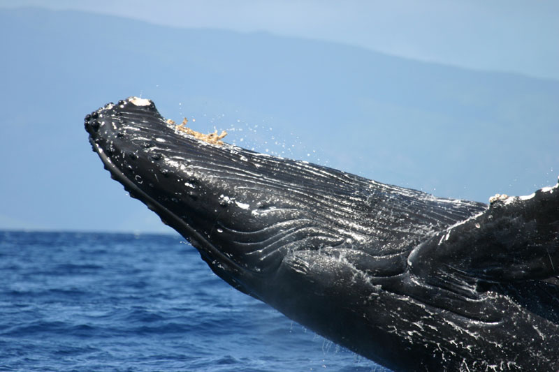 Humpback Whale Close-up