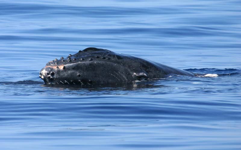 Baby Humpback Human Watching