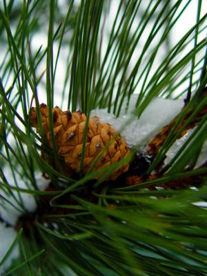 Pinecone in the snow coverd grass.