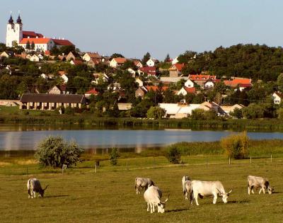 Hungarian Grey Cattles in the bank of the Inner Lake