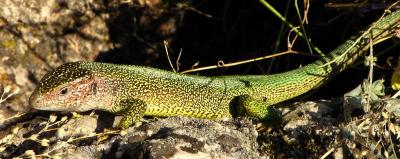 Lizard Enjoys the Sun on an old Geyser Cone called Golden House