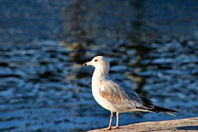 Shore Birds