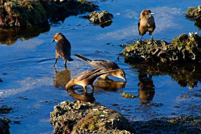 shore birds