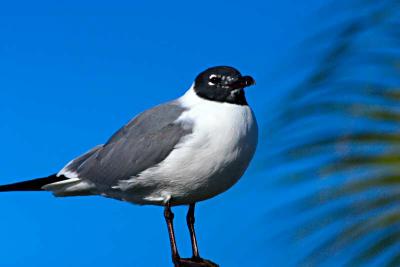 perched gull