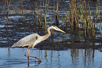 great blue heron