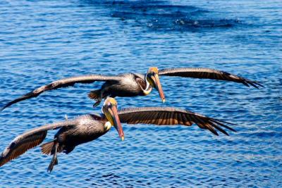 pelicans
