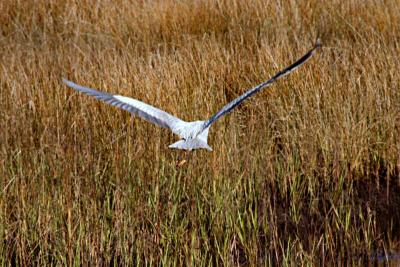 great blue heron