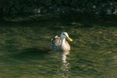 duck