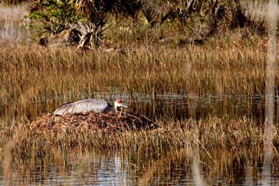 sandhill crane