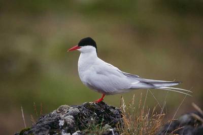 Arctic-Tern