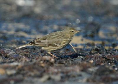 Rock Pipit - Skrpiber