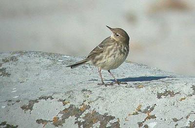 Rock Pipit  - Skrpiber
