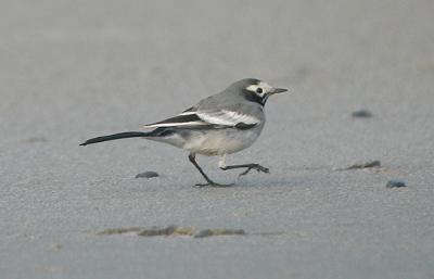 White Wagtail ssp. personata