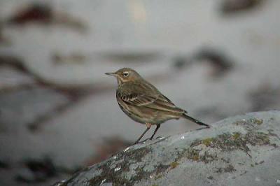 Rock Pipit Skrpber