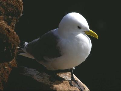 Kittiwake at Ltrabjarg