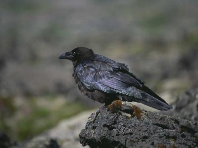 Raven at Lndrangar