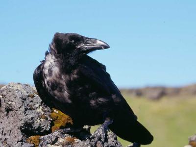 Raven at Lndrangar