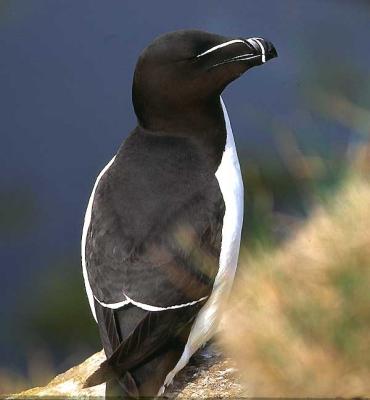 Razorbill at Ltrabjarg