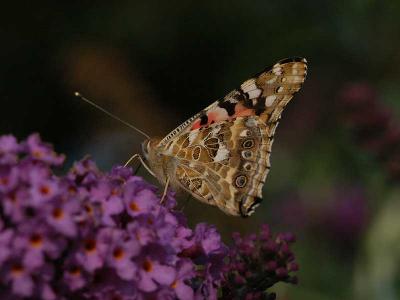 Painted Lady - Tidselsommerfugl