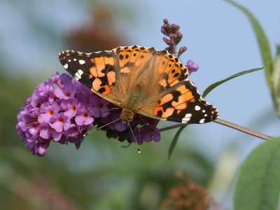 Painted Lady - Tidselsommerfugl