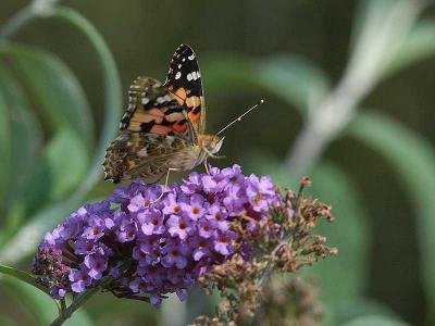 Painted Lady -Tidselsommerfugl