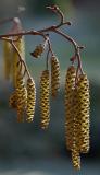 Catkins from Adler