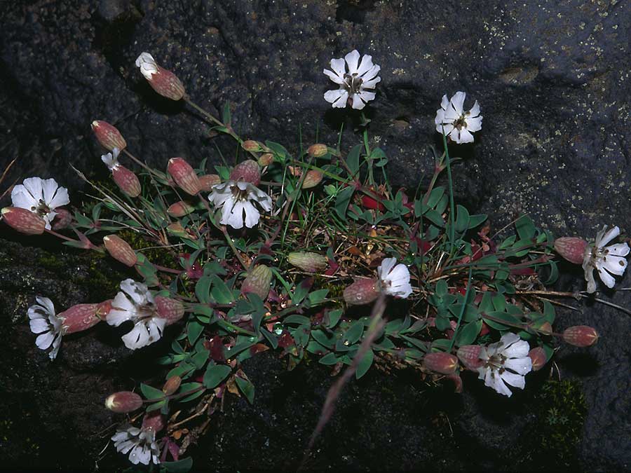 Silene uniflora- Strandlimurt