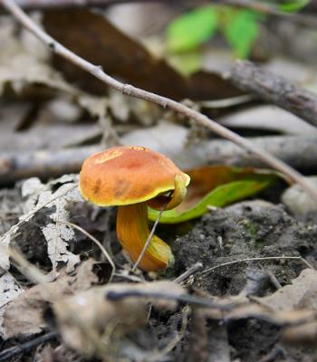 A Mushroom
