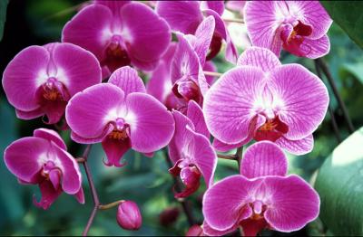 orchid-a.jpg