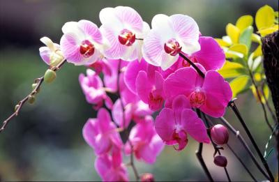 orchid3-a.jpg