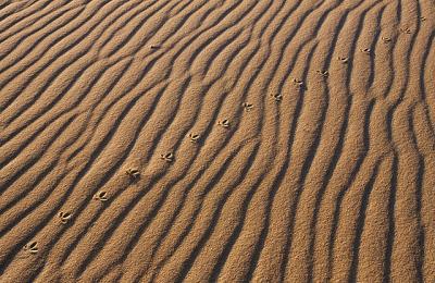 rastro de pssaro nas dunas de jericoacoara