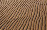 rastro de pássaro nas dunas de jericoacoara