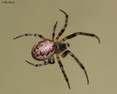 Orb Weaver Spider (Zygiella x-notata)