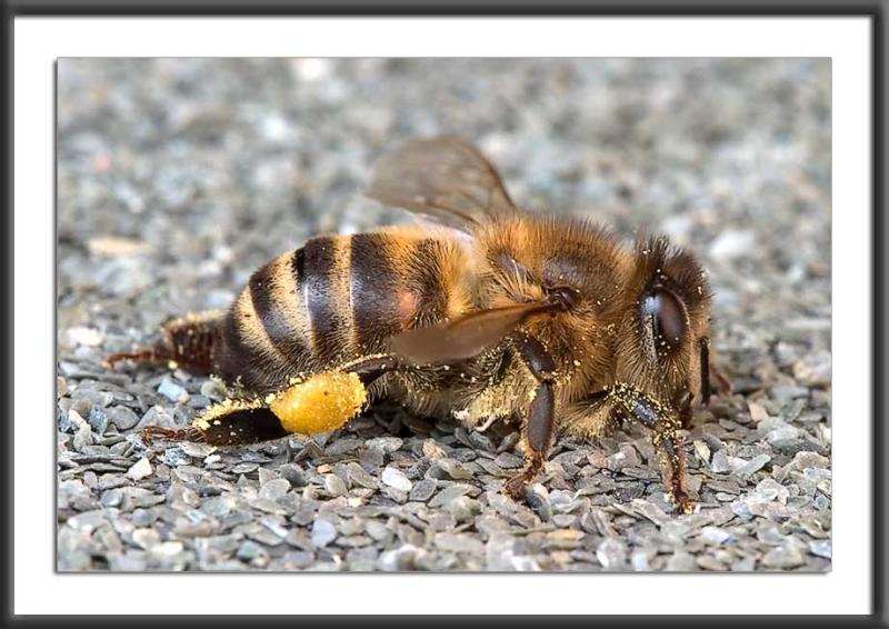 06.03.2004<br>Resting Bee