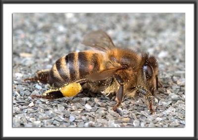 06.03.2004<br>Resting Bee