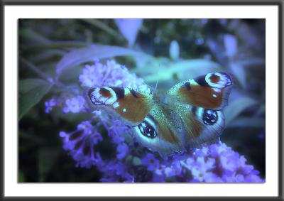 16.08.2004Moonlight Flutterby