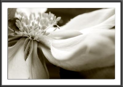 04.09.2004Flower Tone