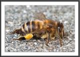 06.03.2004<br>Resting Bee