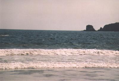 u41/alinadem/medium/26833014.MEXICO2002delfines.jpg