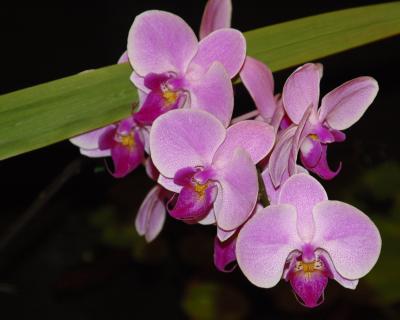 Orchid0.jpg