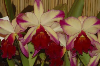 Orchid1.jpg